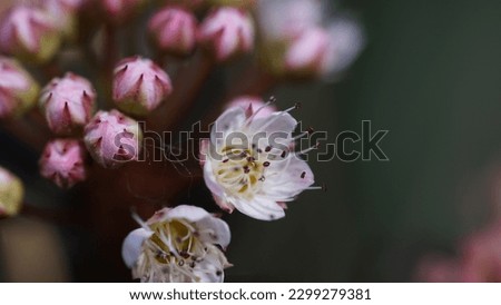 Blooming beauty: A Display of Prunus Domestica flowers in the Botanic garden. Spring shots