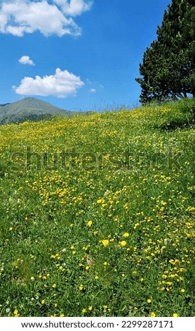 Many yellow Dandelion flowers on the slope of green hill in May days.
