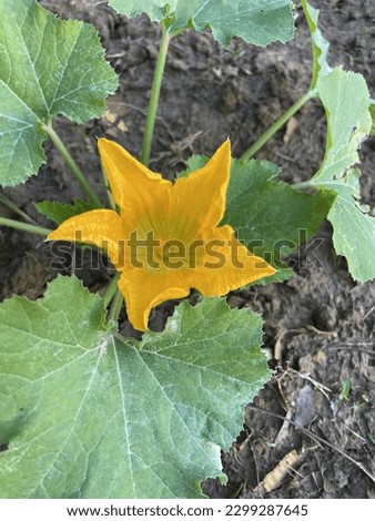 This is a picture of a squash flower in bloom.