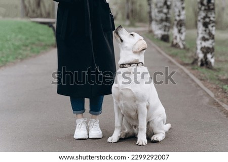 white Labrador Retriever sitting on alley in park with owner, young girl in black coat, dog walking concept