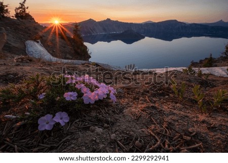 Bundle of Phlox Blossoms Along the Rim of Crater Lake at Sunset on Garfield Peak Royalty-Free Stock Photo #2299292941