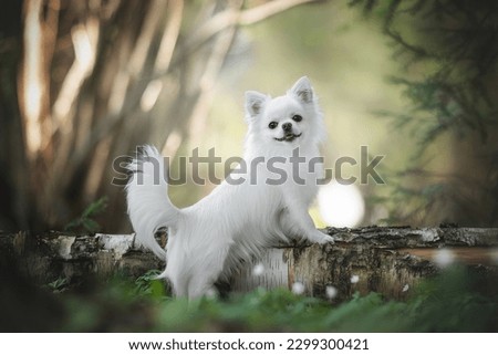 White chihuahua dog posing and smiling in the spring blooming forest. Royalty-Free Stock Photo #2299300421