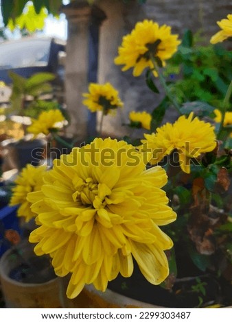 the yellow chrysanthemums blooming in the yard is very beautiful