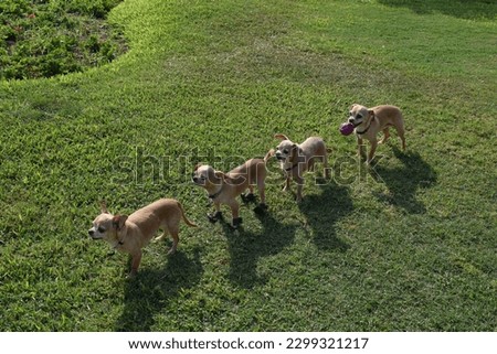 Dogs in line at the park