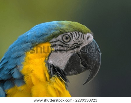 Blue and yellow macaw (Ara ararauna) an exotic bird in zoo Royalty-Free Stock Photo #2299330923