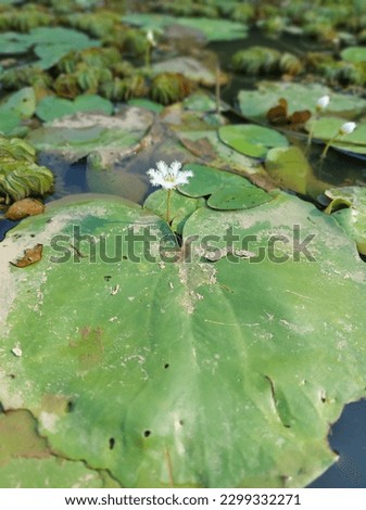 Nymphoides indica is an aquatic plant in the Menyanthaceae, native to tropical areas around the world.It is sometimes cultivated, and has become a minor weed in Florida. Royalty-Free Stock Photo #2299332271