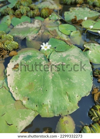 Nymphoides indica is an aquatic plant in the Menyanthaceae, native to tropical areas around the world.It is sometimes cultivated, and has become a minor weed in Florida. Royalty-Free Stock Photo #2299332273