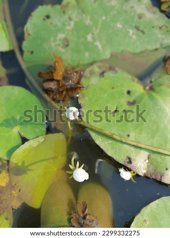 Nymphoides indica is an aquatic plant in the Menyanthaceae, native to tropical areas around the world.It is sometimes cultivated, and has become a minor weed in Florida. Royalty-Free Stock Photo #2299332275