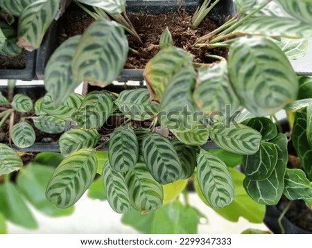 decorative plants with green leaf Royalty-Free Stock Photo #2299347333