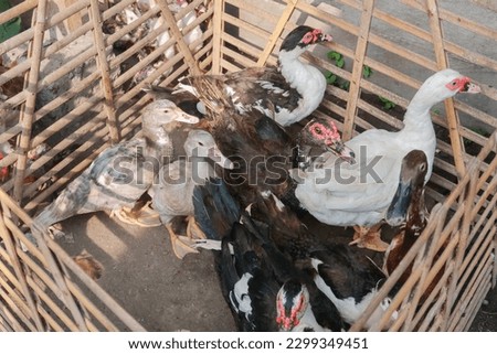picture of some Muscovy Duck (Cairina moschata) in a bamboo cage at a traditional Indonesian market, top view.