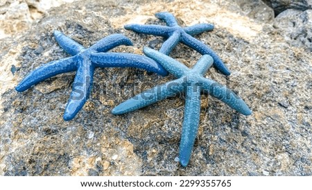 Three bluish sea stars on a rock during the day, in Biak Numfor City, Indonesia May 2, 2023 Royalty-Free Stock Photo #2299355765