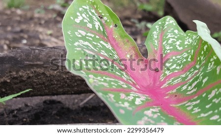 An ornamental plant of the Red Star Caladium type which thrives in the garden during the rainy season