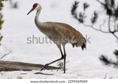 Sand Hill Crane (Antigone canadensis) Walking Through the Snow in Grand Teton National Park Royalty-Free Stock Photo #2299369049
