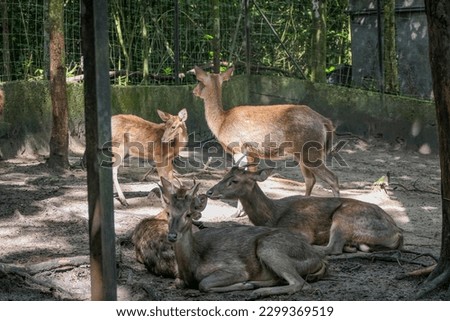 Picture of Hog deer or Axis kuhlii at Kemaman Zoo and Reacreaton Park.