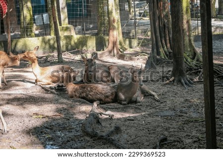 Picture of Hog deer or Axis kuhlii at Kemaman Zoo and Reacreaton Park.