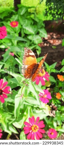 beautiful butterfly perched on the flower