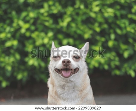Portrait of  happy and healthy short hair  Chihuahua dog sitting on cement floor in the garden with green leaves background, smiling and winking his one eye.