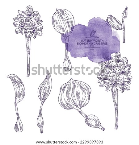Collection of eichhornia crassipes: water hyacinth plant, leaves and eichhornia crassipes flowers. Water hyacinth. Cosmetic, perfumery and medical plant. Vector hand drawn illustration