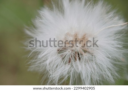 defocused macro shoot beauty of white dandelion flowers with dew on it. background for nature theme banner