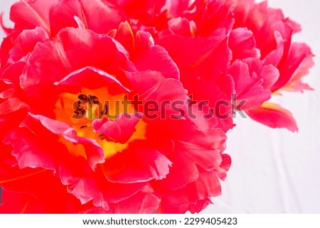 This is a picture of a tulip stamen