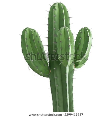 Cactus natural good flower picture Royalty-Free Stock Photo #2299419957