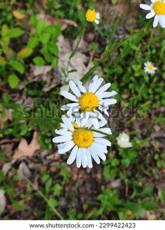 macrograph of several daisies in a field