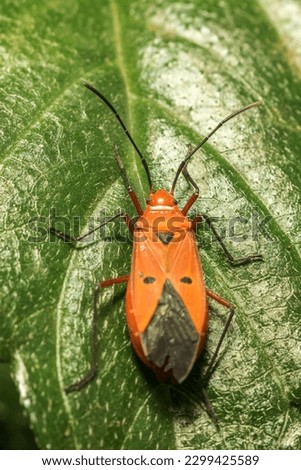 Close-up shot of the Red Cotton Bug, with its bright red color and pointed head, found on green leaves at a park in Mumbai, India