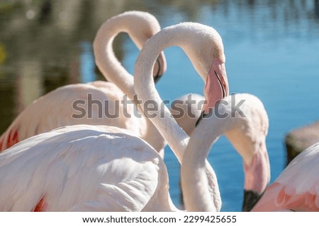 Greater Flamingo, Phoenicopterus ruber, beautiful pink big bird in dark blue water, with evening sun, reed in the background, animal in the nature habitat,