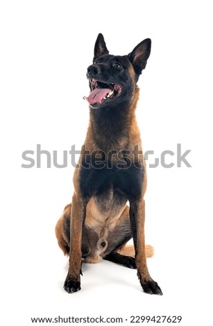 belgian shepherd in front of white background Royalty-Free Stock Photo #2299427629