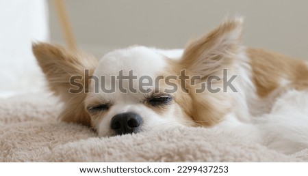 Little cute chihuahua dog with comfy bed easy relax sleeping look at camera. Close-up puppy lying down on floor at home taking a break in good warm time weekend holiday.
