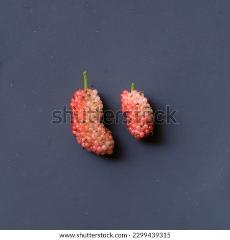 two unripe pink mulberries on a black background. Murbei, kertau, bebesaran or besaran (Morus)
