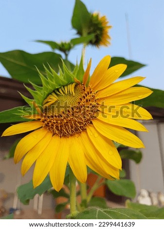 sunflowers growing during the day