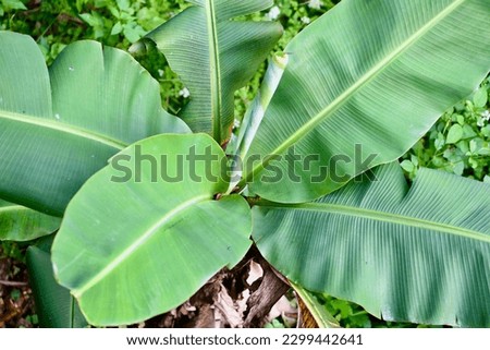 Musa basjoo, known variously as Japanese banana, Japanese fibre banana or hardy banana, is a species of flowering plant belonging to the banana family Musaceae. Royalty-Free Stock Photo #2299442641