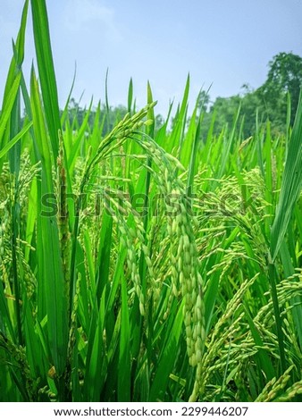 A green paddy field, a beautiful nature picture.