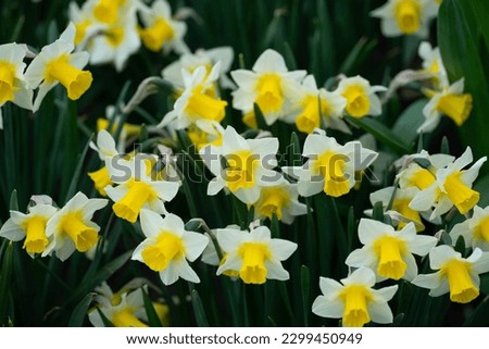 Detailed bunch of white and yellow daffodil flowers. Green foliage background. Royalty-Free Stock Photo #2299450949