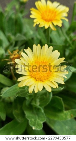 Calendula Flowers add beauty to nature and to our surroundings. People love gardening their homes with different kinds of flowers.  Calendula Butterfly, Insect, Flower, Painted Lady.