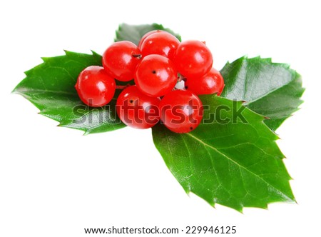 Leaves of mistletoe with berries isolated on white