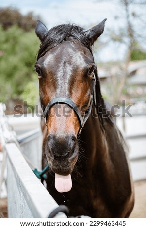 Photo of horse sticking out her tongue while taking a bath Royalty-Free Stock Photo #2299463445