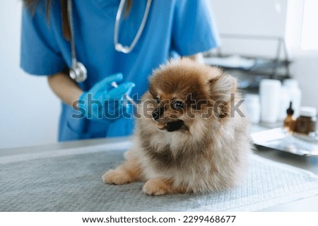 Male veterinarian in work clothes listening to a small dog's breath with phonendoscope. in a veterinary clinic.


