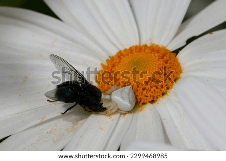 The kiss of death. Flower crab spider biting a bumblebee on a white daisy