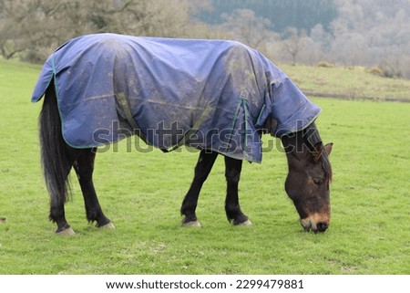Horse wearing a blanket grazing in a grassy field