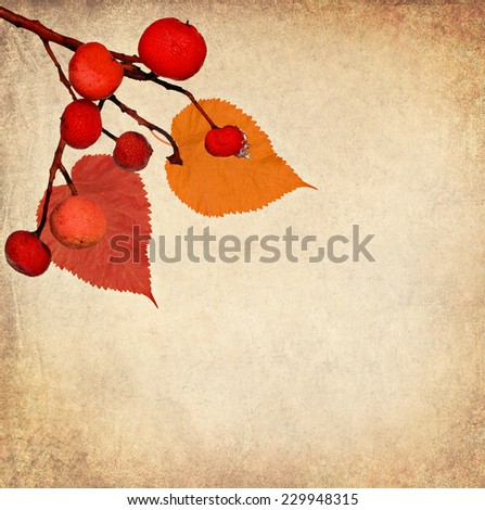 Textured old paper background with red wild icy berries and leaves. Textured old paper  background. 