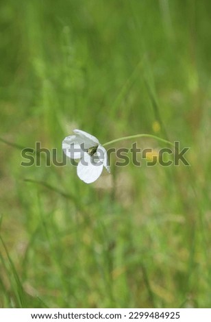 Closeup picture of a beautiful white poppy surrounded by fresh green bokeh
