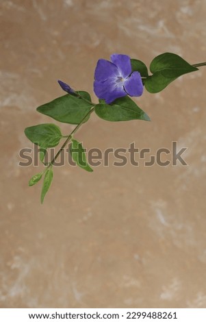 blue wild flower with green leaves on a light plain background