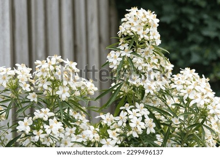Choisya Aztec Pearl blooming in the garden Royalty-Free Stock Photo #2299496137