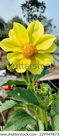 Sunflower is an annual flowering plant. Sunflower plants grow up to 3 m (9.8 ft) tall, with flowers up to 30 cm (12 in) in diameter . The flower looks a bit like the sun and is so named because it. 