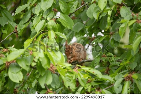 A red squirrel eating a nut on a branch