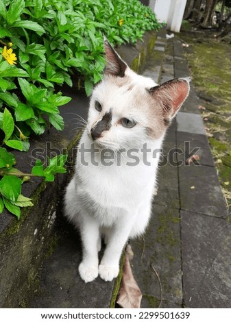 Cute cats colored white and black with grass