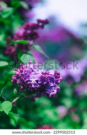 bright purple lilac flowers in the park. purple and green colors. selective focus. desktop wallpaper. seasonal bushes. perfume aromas