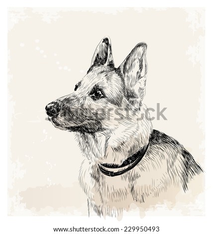 ink portrait of the german shepherd dog